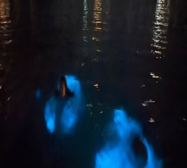  Bioluminescence Bay